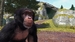 Zoo Tycoon (поддержка Kinect) [Xbox One, русская версия]