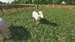 Farming Simulator 23 [Nintendo Switch, русские субтитры]