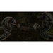 Gothic 2 Complete Classic [PS5, русская версия]