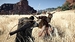 Crimson Desert. Collector's Edition [Xbox Series X, русские субтитры]