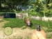 Far Cry 3 [Xbox 360, английская версия]