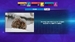 America's Greatest Game Shows: Wheel of Fortune & Jeopardy! [Nintendo Switch, английская версия]