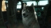 Metal Gear Solid V: The Phantom Pain [PS3, русские субтитры]