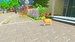 My Universe: Pets Edition + Чехол [Nintendo Switch, английская версия]