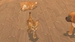 My Universe: Pets Edition + Чехол [Nintendo Switch, английская версия]