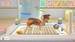 My Universe: Pet Clinic Cats & Dogs. Panda Edition [Nintendo Switch, английская версия]