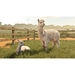 Farming Simulator 25. Beans & Alpacas Edition [PS5, русские субтитры]