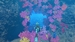 Endless Ocean Luminous [Nintendo Switch, английская версия]