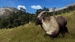 Way of the Hunter: Wild Expeditions [Xbox Series X, русские субтитры]