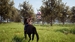 Windstorm: An Unexpected Arrival [PS4, английская версия]